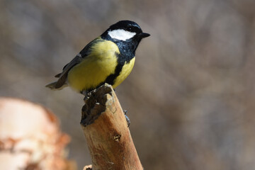 Parus major