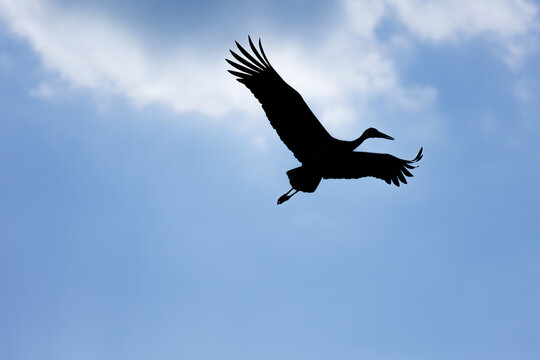Silhouette eines Storches vor blauem Himmel