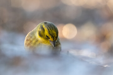 Feeling of the sunny day © Susanna