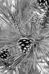 Christmas decoration on black and white 