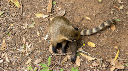 Quatis ou coatis. Animais nativos da mata atlântica. Natureza livre