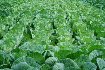 Naklejka premium Famous Cabbage Growing Area in Japan