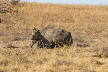 White rhino with calf, South Africa