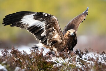 Golden eagle wingspread in the bog landscape
