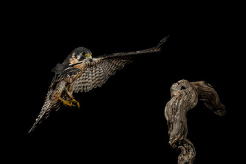 hawk flying with black background