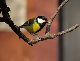 Great tit Parus major sits on a branch of a tree in a forest park and looks down in search of food