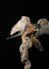 hawk flying with black background