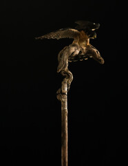 peregrin hawk standing on a brench with wings open