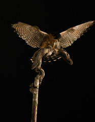 peregrin hawk standing on a brench with wings open
