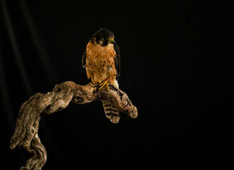 peregrin hawk on a brench