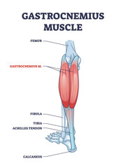 Gastrocnemius muscle with leg and ankle anatomical structure outline diagram. Labeled educational medical scheme with achilles tendon, calcaneus, long femur, fibula and tibia bones vector illustration