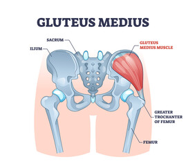Gluteus medius muscle with human hip and groin anatomy outline diagram. Labeled educational medical scheme with skeletal ilium, sacrum, femur and greater trochanter of femur bones vector illustration. - obrazy, fototapety, plakaty