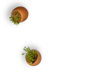 Sprouted green sprouts in the shell of chicken eggs on a white background. Sprouting cress seeds in an eggshell for microgreens.