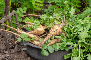 A bunch of freshly harvested parsnips in a kitchen garden.
