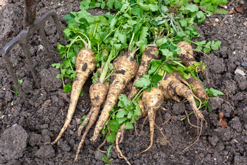 A bunch of freshly harvested parsnips in a kitchen garden.