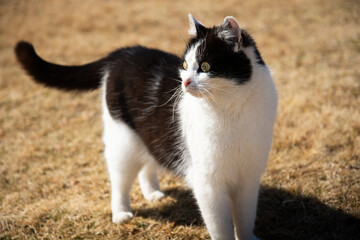 cat animal pet kitten white black