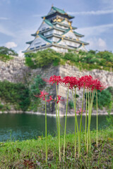 Red spider lily （彼岸花）in Osaka Castle Park（大阪城公園）