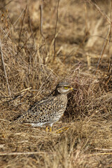 Spotted Thick-knee, Kruger National Park