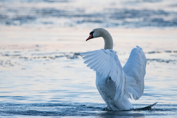 Mute swans pose