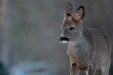 Little fluffy roe deer