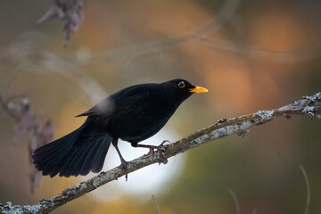 Blackbird and its fan