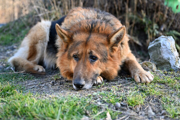 The dog in the floodplain forest