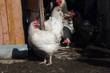 hen walking on poultry yard