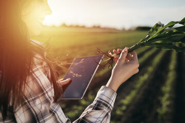 Obraz na płótnie Canvas woman farmer looking corn plant root outdoor on field