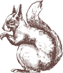 Tree Squirrel Hand Drawn Engraving Illustration © Good Studio
