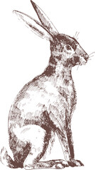 Cute Bunny Rabbit or Hare Hand Drawn Engraving Illustration © Good Studio