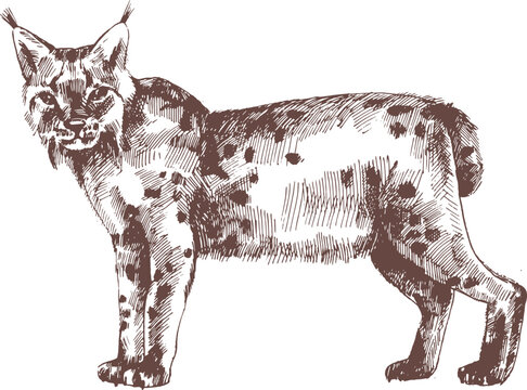 Lynx or Bobcat Hand Drawn Engraving Illustration