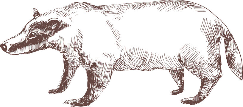 European Badger Hand Drawn Engraving Illustration