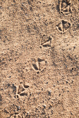 Traces of birds in the sand - seagulls on the sandy shore of the lake