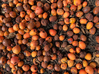 Zierapfel Havelauen Werder Havel Brandenburg