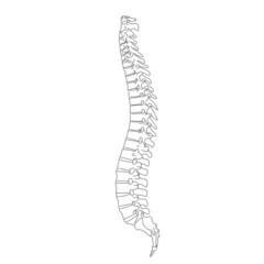 Illustration of spine seen from the side