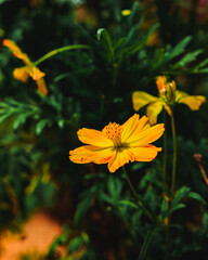 Lovely Little yellow sulfur cosmos flower around greens 