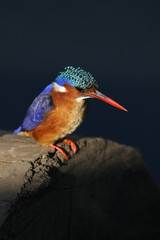 Malachite Kingfisher, Kruger National Park