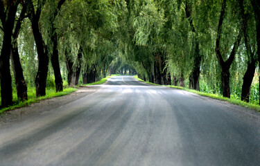 Asphalt road through green field in summer day