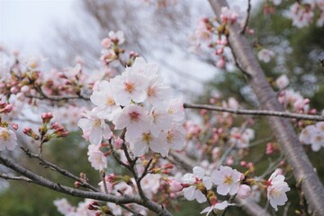 さくら　サクラ　桜