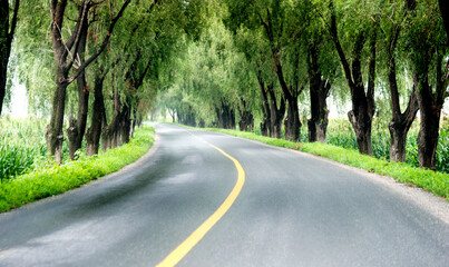 Fototapeta premium Asphalt road through green field in summer day