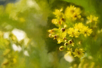 Digital painting of a sprig of spurge in a natural garden setting.
