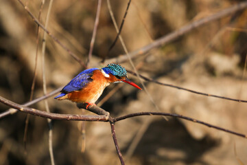 Malachite Kingfisher, Kruger National Park