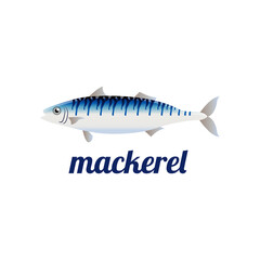 mackerel fish isolated vector illustration