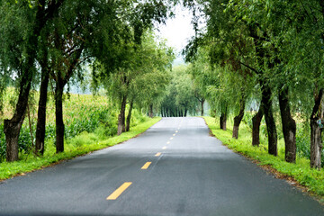 Obraz premium Asphalt road through green field in summer day