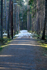 wooden trail through cold forest with snow