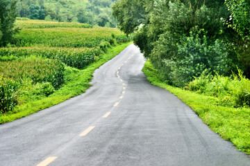 Asphalt road through green field in summer day