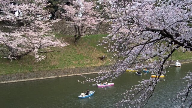 東京都千代田区九段下にある千鳥ヶ淵の満開の桜の景色