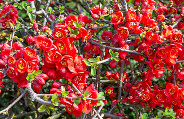 Chaenomeles Japonica 2