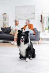 Border collie sticking out tongue near blurred couple in living room.