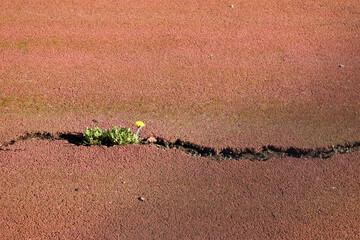 Plants growing out of cracked ground